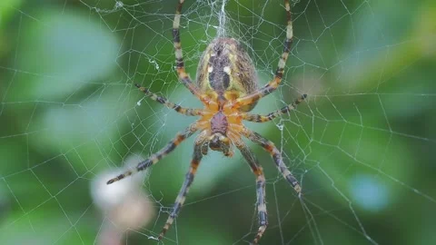 A close up of a spider Stock Footage 133791446