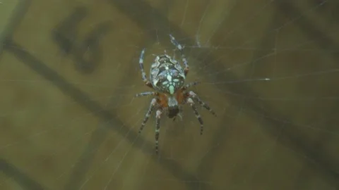 A close up of a spider Stock Footage 133791657