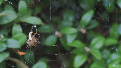 A close up of a spider Stock Footage 133791801