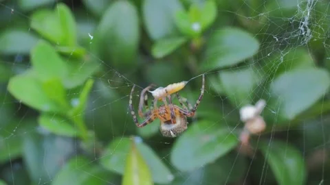 A close up of a spider Stock Footage 133791970