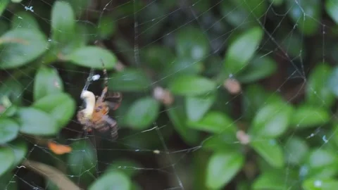 A close up of a spider Stock Footage 133792074