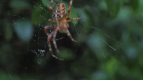 A close up of a spider Stock Footage 133792250