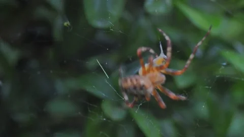 A close up of a spider Stock Footage 133792361