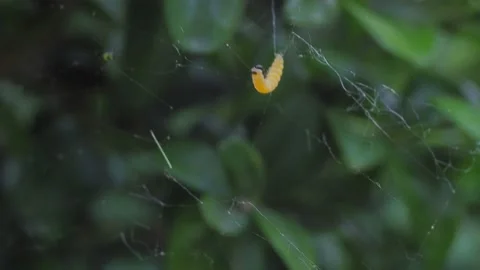 A close up of a spider Stock Footage 133792473