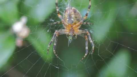 A close up of a spider Stock Footage 133792581