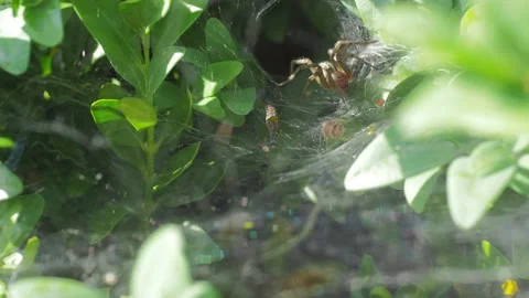 A close up of a spider Stock Footage 133792852