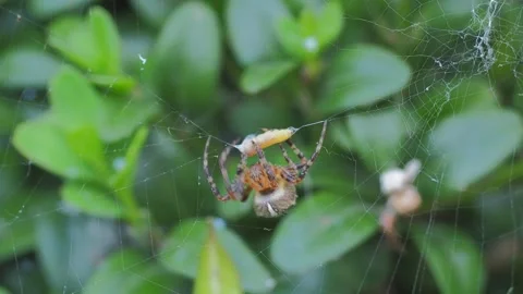 A close up of a spider Stock Footage 133792968