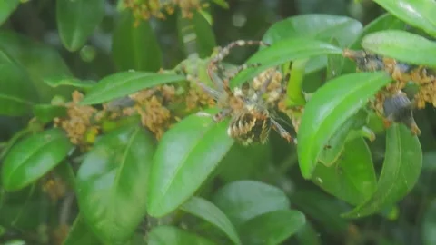 A close up of a spider Stock Footage 133793050