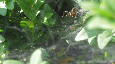 A close up of a spider Stock Footage 133793657