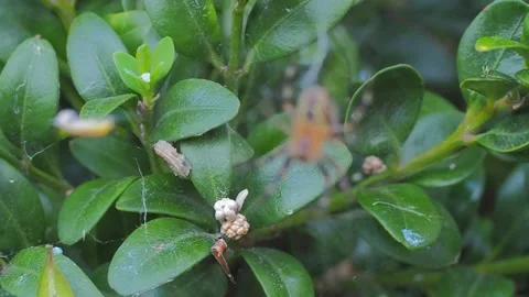 A close up of a spider Stock Footage 133793877