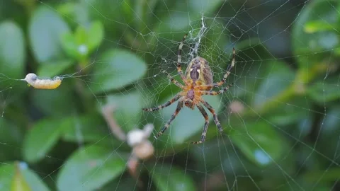 A close up of a spider Stock Footage 133794120