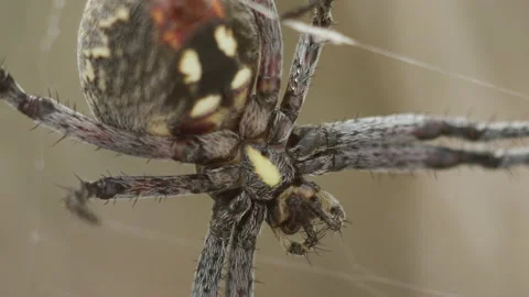 Close-up of a spider Vídeo Stock 138835866