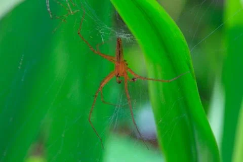 Close up spider in forest Foto stock