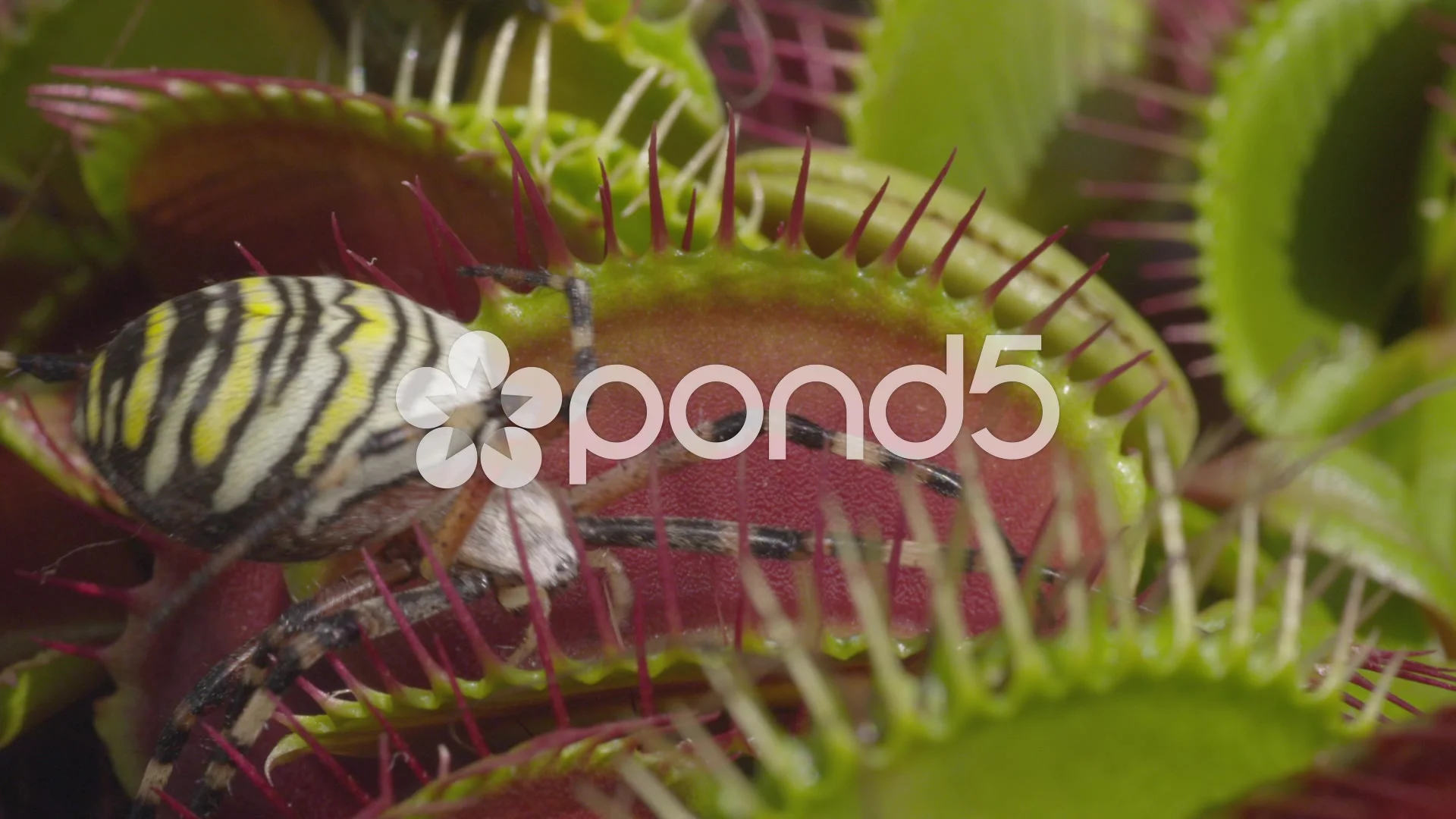 Venus Flytrap Eating A Spider