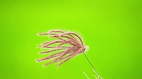 Close Up Spider Like Grass Flower with Soft Bokeh Background Stock Footage 325685695