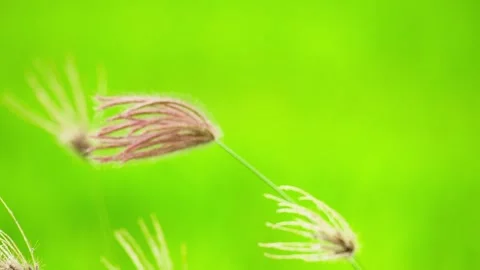 Close Up Spider Like Grass Flower with Soft Bokeh Background Stock Footage 325685699