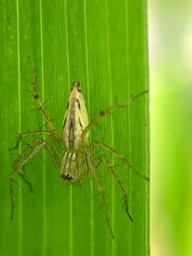 Close-up of a spider on a green leaf. Stock Photos