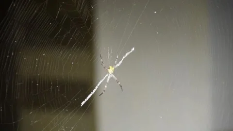 Close-up of a Spider Hanging on Its Web with Blurred House Background Stock Footage 313774220