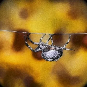 Close-up of a spider hanging from a silk thread against a soft blurred yellow Stock Photos