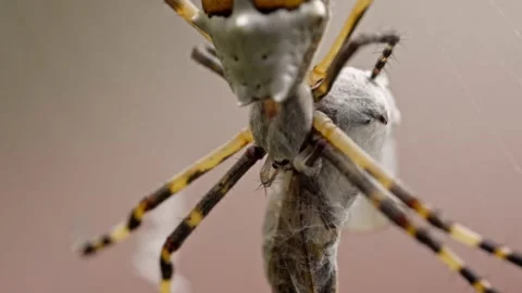 Close Up of Spider Hunting and Wrapping Prey in Silk Web Stock Footage 346745294