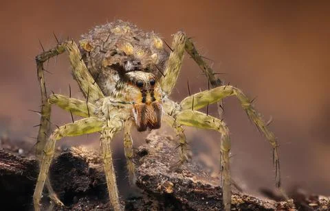 Close-up of a spider, Indonesia Stock Photos