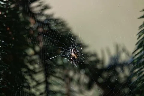 Close-up of a spider on its intricate web with blurred green foliage backgrou Stock Photos