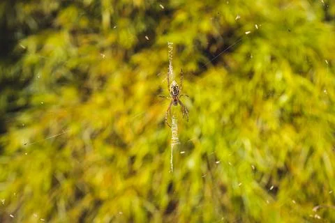 Close-up of spider on its own spiderweb shot at shallow depth of field Foto stock