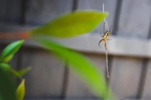 Close-up of spider on its own spiderweb shot at shallow depth of field Stock Photos