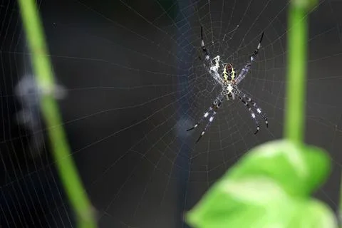 Close-up of a spider on its web among green leaves Stock Photos