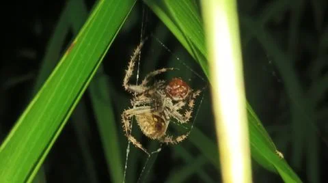 Close-up of a spider on its web hanging between vibrant outdoor environment. 스톡 사진