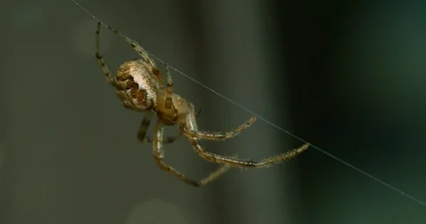 Close up on spider on its web before it darts off screen Stock Footage 113151926