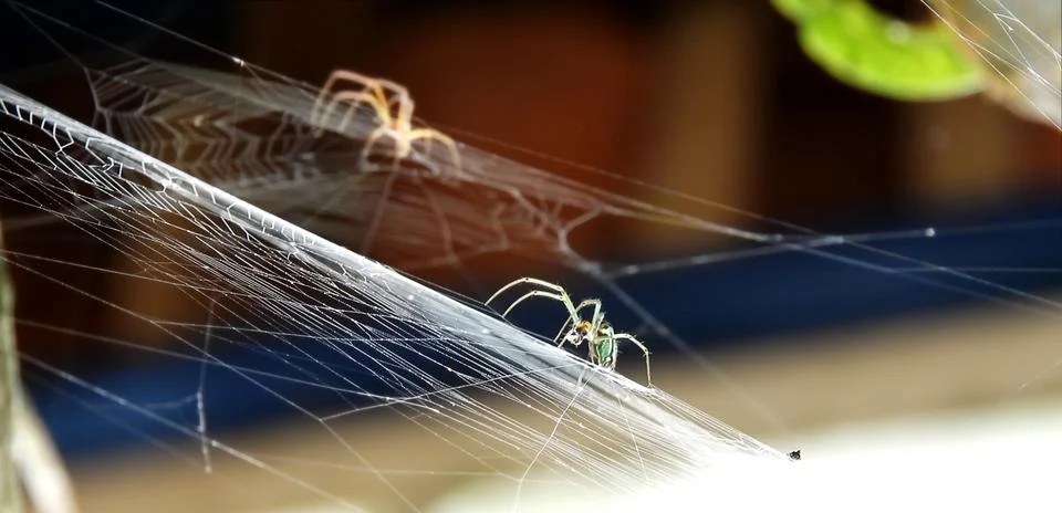 Close-up of a spider in its web Stock Photos
