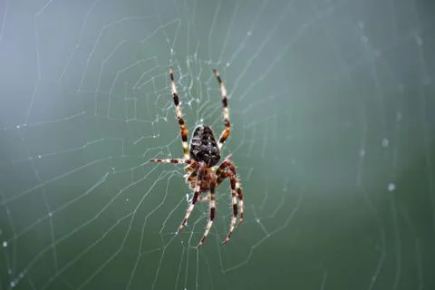 A close up of a spider in it's web Stock Photos
