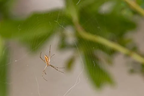 A close-up of a spider in its web. Stock Photos