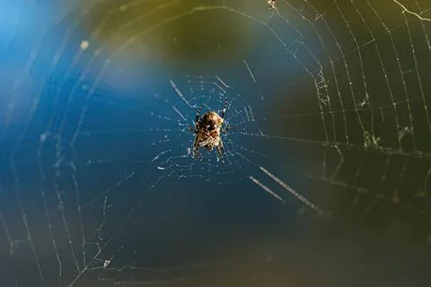 Close-up of spider in its web on a sunny day Stock Photos