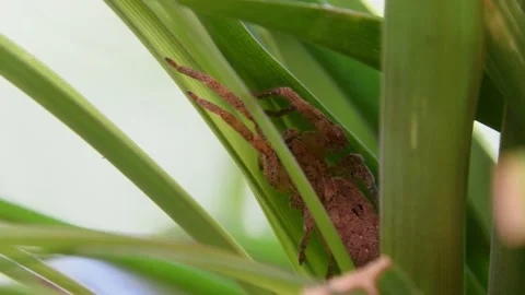 Close up of a spider in a leaf Stock Footage