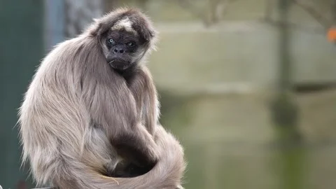 Close up of a Spider looking. Stock Footage 265803737