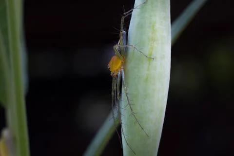 Close-up spider, Macro spider select focus, Spider with dark background,Yello Stock Photos