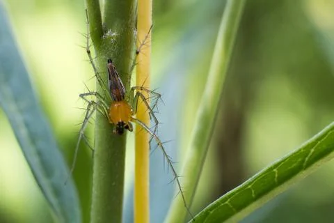 Close-up spider, Macro spider select focus,Yellow head spider, Spider on a br Stock Photos
