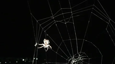 Close up of spider making the spiderweb Stock Footage 116270062