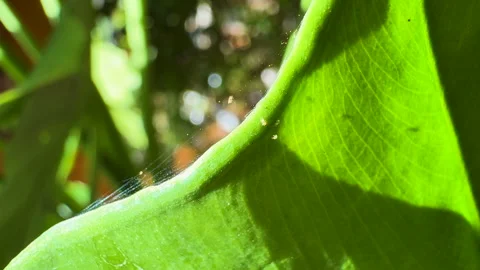 CLOSE UP: Spider mites congregating within their protective silk webbing on leaf Stock Footage 331223021