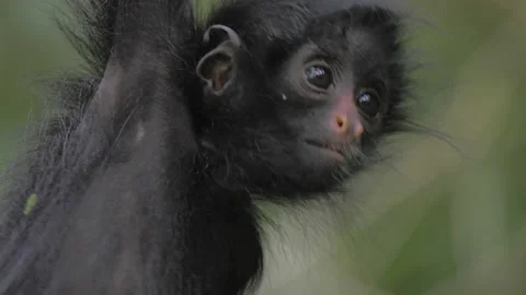 Close up Spider monkey baby going down a branch in the rainforest of America, Stock Footage 132396307