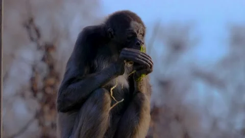 Close up of spider monkey Video stock 143907333