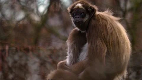 Close up of a spider monkey Stock Footage 144045676