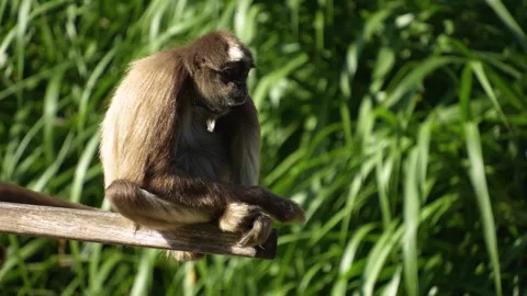 Close up of spider monkey resting Stock Footage 272794608