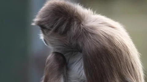 Close up of spider monkey sitting Stock Footage 265871261