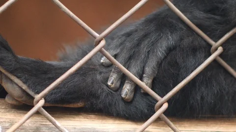 Close up of a spider monkey's hand Stock Footage 128644679
