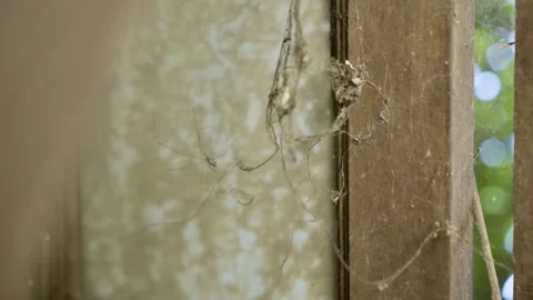 The close up of a spider moving on a web in window, bokeh background of green Stock Footage 320047633
