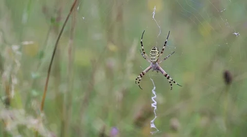 Close Up of a Spider in the net eating an insect Stock Footage 65486655