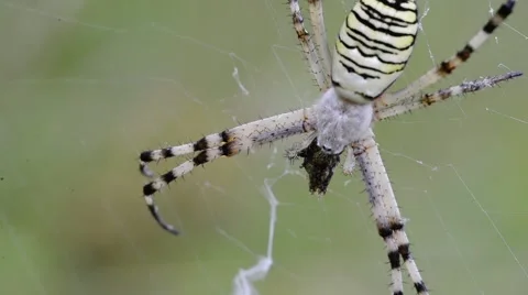 Close Up of a Spider in the net eating an insect Stock Footage 65486714